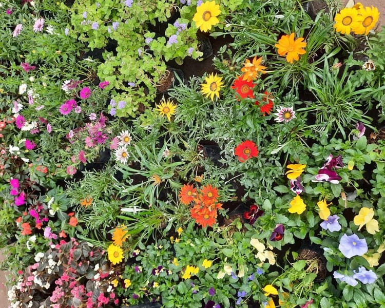 Letters to the Writer: On Becoming Descendant